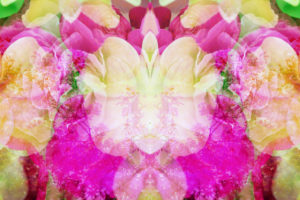 Fotomontage, Blumen, verschieden, Mandala, Fotomontage, Blumen, verschieden, Mandala,