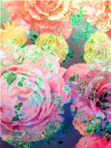 Photomontage, flowers, detail, Photomontage, flowers, detail,
