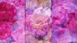 Photomontage, flowers, blossoms, pink, detail, Photomontage, flowers, blossoms, pink, detail,
