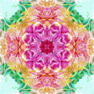 Photographic flower mandala, Photographic flower mandala,