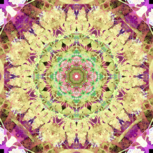 Photographic flower mandala, Photographic flower mandala,