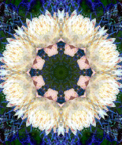 Photographic flower mandala, Photographic flower mandala,