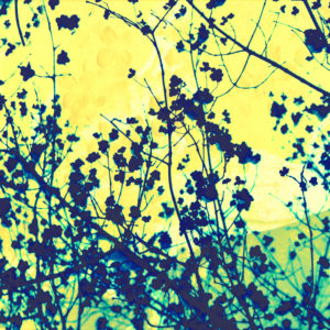 Plant against yellow background, composing Plant against yellow background, composing