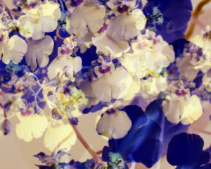 Composing with blossoms