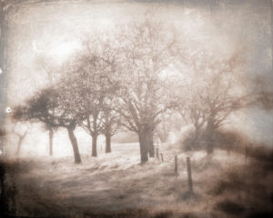 Trees, landscape, vintage, sepia toned Trees, landscape, vintage, sepia toned