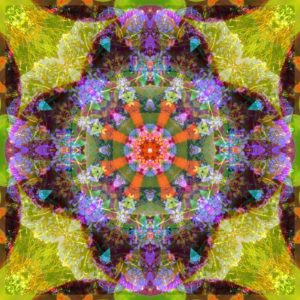 Composing of flowers in a mandala ornament Composing of flowers in a mandala ornament