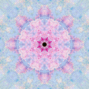 Composing of flowers in a mandala ornament Composing of flowers in a mandala ornament