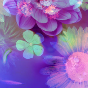 Photomontage, flowers, multicolored Photomontage, flowers, multicolored