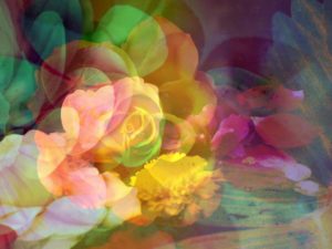 Photomontage, flowers, multicolored