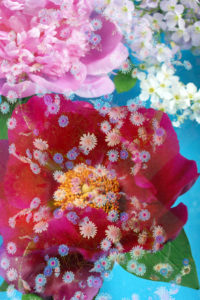 Photomontage, flowers, multicolored