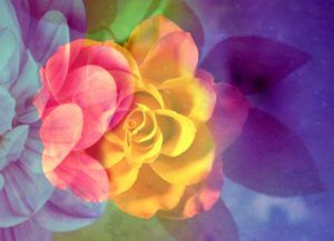 Photomontage, flowers, multicolored