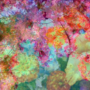 Photomontage, flowers, multicolored