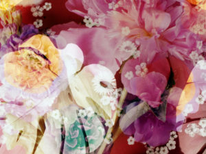 Photomontage, flowers, multicolored