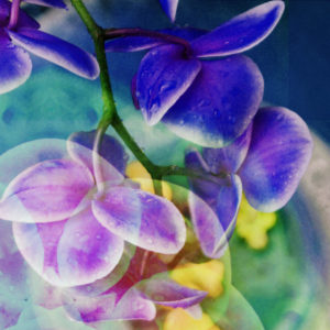 Photomontage, multiple exposure, flowers, multicolored, detail,