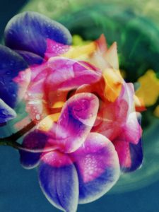 Photomontage, multiple exposure, flowers, multicolored, detail,