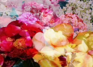 Photomontage, multiple exposure, flowers, multicolored, detail,