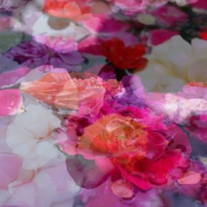 Photomontage, multiple exposure, flowers, multicolored, detail,