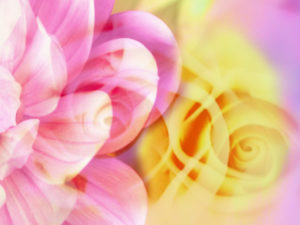 Photomontage, multiple exposure, flowers, multicolored, detail,