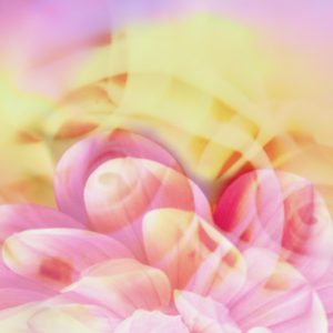 Photomontage, multiple exposure, flowers, multicolored, detail,