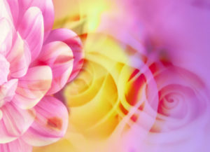 Photomontage, multiple exposure, flowers, multicolored, detail,