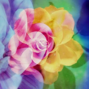 Photomontage, multiple exposure, flowers, multicolored, detail,