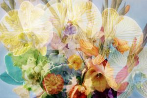composing, flowers, different