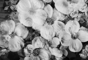 composing, flowers, detail, b/w