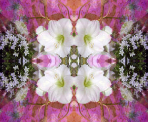 Flower mandala, composing, white, pink,