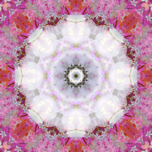 Flower Mandala, composing, white, pink, pink,