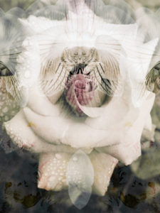 composing, flowers, different, detail,