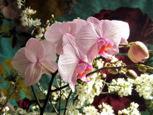 Flowers, different, Orchid branch, detail,