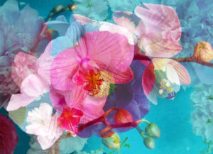 composing, flowers, different, detail,