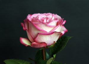 Rose blossom, Rose blossom,