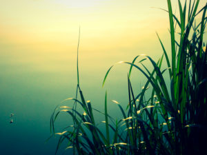 Grass, lakeside Grass, lakeside
