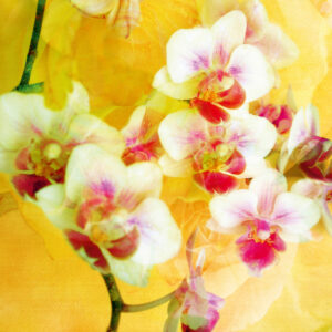Composing flowers, orchids, multiple exposure