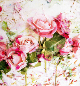 Roses, multiple exposure