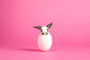 Egg, Easter bunny, hatching, pink background, Composing, Egg, Easter bunny, hatching, pink background, Composing,
