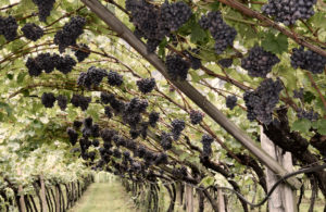 Vineyard in Tyrol