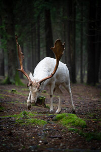 white stag in a moss-covered forest