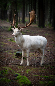 white stag in a moss-covered forest