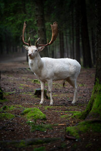 white stag in a moss-covered forest