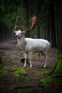 white stag in a moss-covered forest