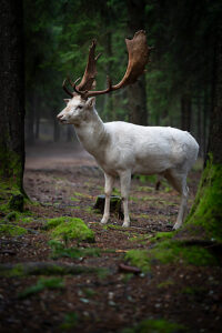 white stag in a moss-covered forest
