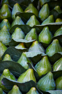 Figs, leaves, close-up, full frame, green, fresh, Italy Figs, leaves, close-up, full frame, green, fresh, Italy