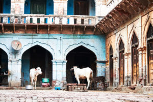 sacred cows, calf drinking, backyard, archways, architecture, India, Vrindavan sacred cows, calf drinking, backyard, archways, architecture, India, Vrindavan
