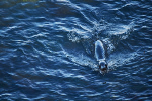 New Zealand, south island, seal swims in the sea, deep blue water, local fur seal New Zealand, south island, seal swims in the sea, deep blue water, local fur seal