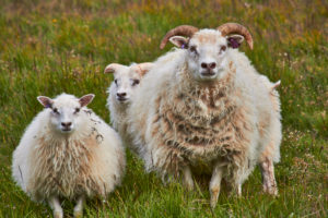 Iceland sheep in field Iceland sheep in field