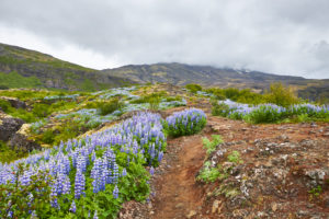 Iceland, lupins (Lupinus perennis) in summer Iceland, lupins (Lupinus perennis) in summer