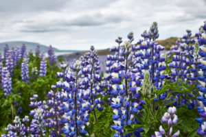 Iceland, lupins (Lupinus perennis) in summer Iceland, lupins (Lupinus perennis) in summer