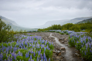 Iceland, lupine fields in summer Iceland, lupine fields in summer